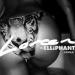 Loreen & Elliphant - Jungle