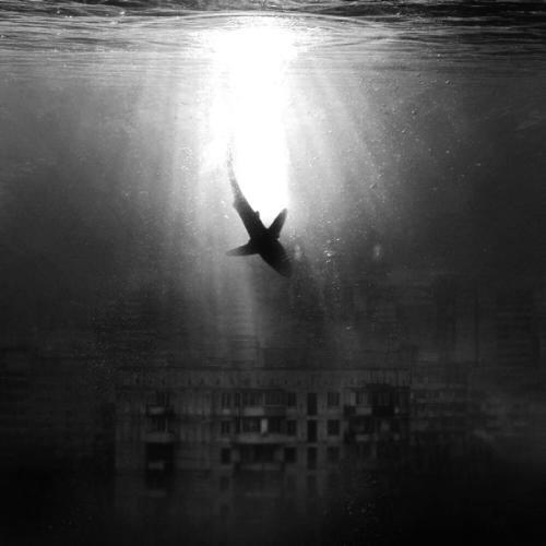 Не у всех есть крылья