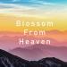 Blossom From Heaven - Birdhouse