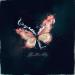 FRXSTBURN - Butterfly