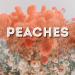 Ikarus, Michel Dj & MD DJ feat. Milan Gavris - Peaches