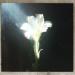 Netsky & Bebe Rexha - Light That Leads Me