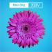 Opus III, Kirsty Hawkshaw, Shadow Child feat. Adam F - Fine Day XXIV