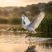 or no？ - White Bird