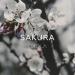 Oxola - Sakura