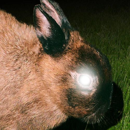 little image - THE REAPER