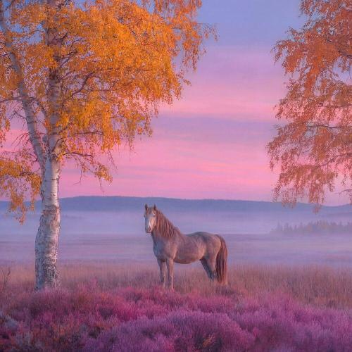 Vi Silent - Не жалею, не зову, не плачу